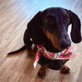 A black and tan dachshund named Elvis sitting on wooden flooring, wearing a pink bandana with watermelon print. He has soulful dark eyes, floppy ears, and is looking directly at the camera with an alert, friendly expression.