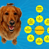 A dog. And the TOGAF ADM cycle.